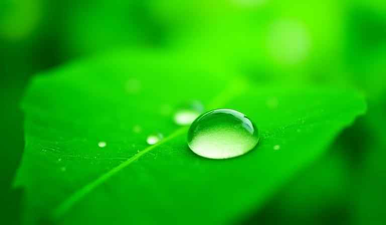 Groene bladeren met waterdruppels, symbool voor duurzaamheid